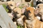 Französische Bulldogge Welpen red fawn fawn pied