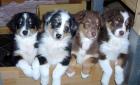 Australian Shepherd Welpen in tollen Farben mit blauen Augen