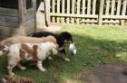 Australian Shepherd Welpen in tollen Farben mit blauen Augen