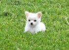 Chihuahua Welpen zu verkaufen