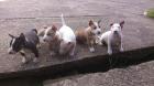 Miniature Bull Terrier Welpen geimpft entwurmt gechipt und mit VDH Papiere