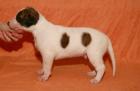 Magyar Agar ungarischer Windhund Welpen hungarian Greyhound