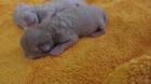 BKH Kitten männlich