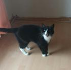 Dringend Hauskatze abzugeben