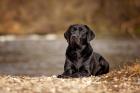 Labrador aus Duallinie deckt vereinsfrei