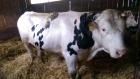 Deckbulle gen. Hornlos Fleckvieh Mix Bulle