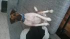 Foxterrier seltenes Glatthaar Junghund 10 Monate