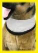 Kühlhalsband/Kühlhalstuch für Hunde verschiedene Größen zur Auswahl