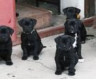 Dogo Canario/dogge