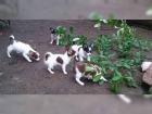 Lustige verspielte Chihuahua Welpen
