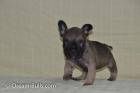 Französische Bulldoggen Welpen Tan und Tan träger