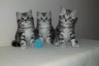 Bkh-whiskas-kitten
