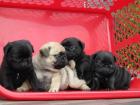 Mops Welpen 10 Wochen alt entwurmt geimpft gechipt und haben EU- Pas