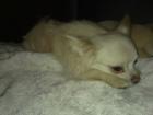 Reinrassiger Chihuahua Deckrüde Kein Verkauf