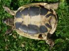 Griechische Landschildkröten Jg. 2022