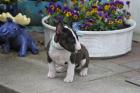 Miniatur Bullterrier Welpen