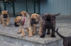 Bildhübsche reinrassige Bullmastiff Welpen Ahnentafel