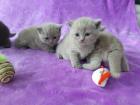 BKH Kitten mit Stammbaum BLUE / LILAC-