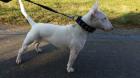 Rüden Hündinnen Miniatur Bullterrier vom VDH Züchter