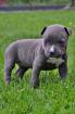 Wunderschöne American Staffordshire Terrier Welpen Amstaff