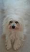 Wir erwarten Coton de Tulear Welpen