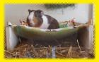 Relax-Hängematte für Meerschweinchen Kleintiere