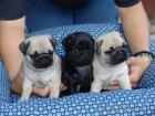 Perfekte Reinrassige Mops Welpen 10 Wochen Alt - vorp