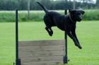 Wunderschöne Labrador Retriever