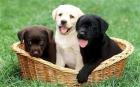 Süße reinrassige Labrador Retriever Welpen mit Stammbaume Idar-Oberstei