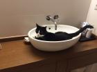 Hauskatze Pepper sucht ein neues liebevolles Zuhause