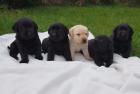 Labrador Welpen abzugeben geschippt EU-Pass geimpft.