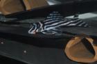 L46 Hypancistrus Zebra mehr verfügbar zum Verkauf