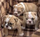 Reinrassig Englische Bulldoggen Welpen