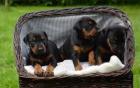 Dobermann Welpen aus Championverpaarung Schwarz/Braun Papiere
