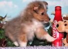 Sheltie Welpen ab 03. 07. 2022
