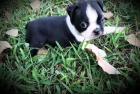 Wunderschöne Boston Terrier Welpen