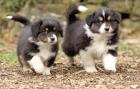 Bildhübsche typvolle Australian Shepherd Welpen ASCA Showlinie