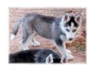 Herrliche huskyWolfsWelpen