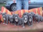 Schöne American Stafford Terrier Amstaff Geimpft EU Pass