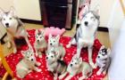 Unsere Siberian Husky Welpen sind da