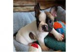 Französische Bulldogge mit Papiere