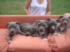 10 Wochen alte Amarican Stafford Welpen
