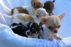 Wunderschöne Chihuahua Welpen kurzhaar und langhaar
