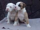 American-Bulldog-Welpen