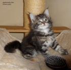 Zwei süße Maine Coon Mädel