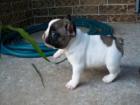 Französische Bulldoggen