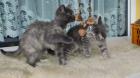 2 süße Blue BKH Kitten abzugeben Heute