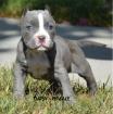 Pit Bull Welpe Blueline