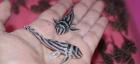 L046 Zebra Hypancistrus