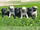 Mops Welpen - Ein Traum in Schwarz Weißer und Beige